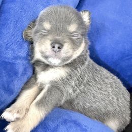 Violet - Blue and tan female Chihuahua puppy in Molino, Florida from Pensacola Chi Garden
