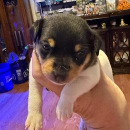 Ruby male 2 - White black and tan male Toy Fox Terrier puppy in Clermont, Florida from Debbie Hiles's Toy Fox Terriers