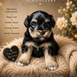 Joey - Black male Miniature Schnauzer puppy in Miami, Florida from Chiquiticos Shnauzers