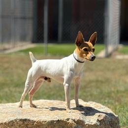 Armin - Toy Fox Terrier