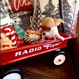 CRICKET - Sable spotted white male Chihuahua puppy in Richmond, Virginia from Bayberry ChihuahuasTM