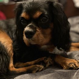 Jasmine - Cavalier King Charles Spaniel