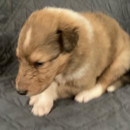 Cliff - Sable merle male Collie puppy in Yulee, Florida from Three Collie Farm