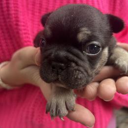 Worf - Black and tan male French Bulldog puppy in Rhode Island from Hope Valley Hounds