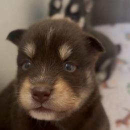 Coco - Chocolate male Pomsky puppy in Spring Hill, Florida from PDQ Pomskies