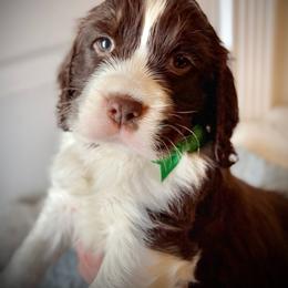 Green Boy (or Sir Barks A Lot) - Liver and white male English Springer Spaniel puppy in Spanish Fork, Utah from Orchard Hill English Springer Spaniels