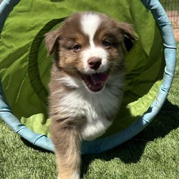 Australian Shepherds from Thunder River Austrailian Shepherds
