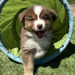 Australian Shepherds from Thunder River Austrailian Shepherds