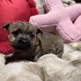 Valentina - Wheaten brindle female Cairn Terrier puppy in Lipan, Texas from Flyin G Cairns