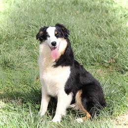 Robin - Australian Shepherd