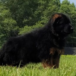 Black Collar - Male - Black and red male German Shepherd puppy in Charlotte, North Carolina from Zuflucht K9s
