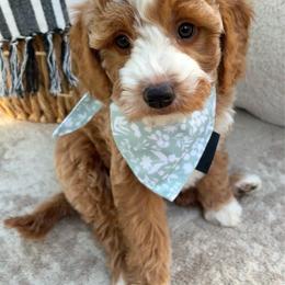 Mesa - Apricot female Goldendoodle puppy in Gilbert, Arizona from Arizona Doodle Pup Co