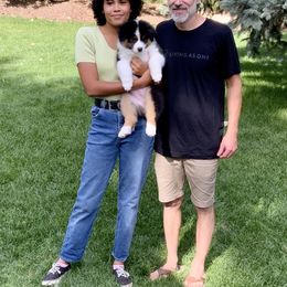 Australian Shepherd Puppies from Highline