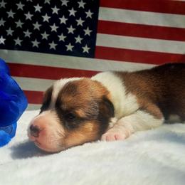 Martha Washington - Sable and white female American Corgi puppy in Gouverneur, New York from St. Lawrence Corgis