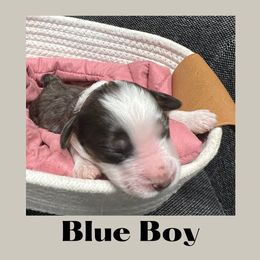 Blue Boy- Charlie Brown - Blue merle Aussiedoodle puppy in Columbus, Ohio from FamilyOodles