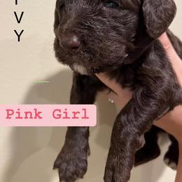 Poodle Puppies from Semmy’s standard Poodle