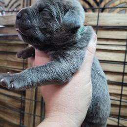 Dark Green Collar Male - Gray male Cane Corso puppy in Lewistown, Montana from Corsi Amore Kennels