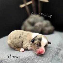 Stone - Blue merle male Toy Australian Shepherd puppy in Viking, Minnesota from Son Shine Farm