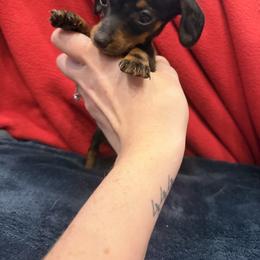 Owen - Black and tan male Dachshund puppy in Gaston, Indiana from Sunshine’s Dachshunds