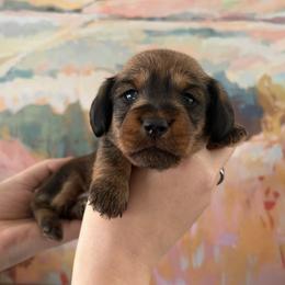 Praline - Red female Dachshund puppy in Mobile, Alabama from Katrina's Dachshunds