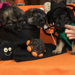 German Shepherd Puppies from JayDee's Proud K911