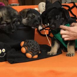 German Shepherd Puppies from JayDee's Proud K911