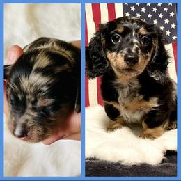 "Jazz x Frosty (Scout)" Dachshund Puppies from Always Faithful Dachshunds