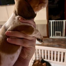 Tri Tick Cream Girl - Piebald female Dachshund puppy in Moundville, Missouri from Edgewood Acres Miniature Longhair Dachshunds