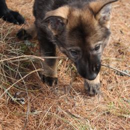 German Shepherd Puppies from Thornock Shepherds