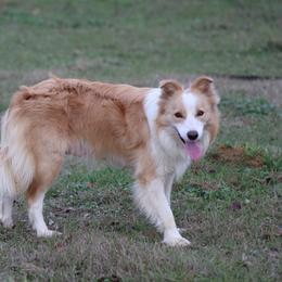 Trouble - Border Collie