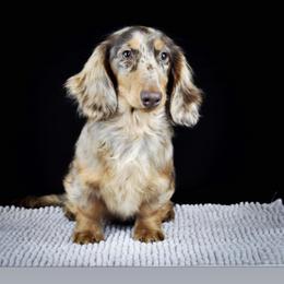 Scooter - Dachshund