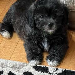 Shichons from Shichon Teddybear  puppies of Miss