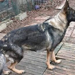 German Shepherds from Justrock German Shepherds