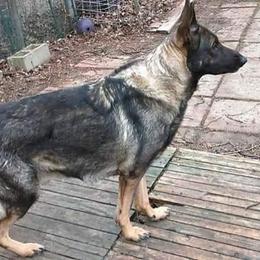 German Shepherds from Justrock German Shepherds