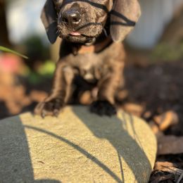 Dachshund Puppies from Branton Family Dachshunds