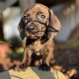 Dachshund Puppies from Branton Family Dachshunds