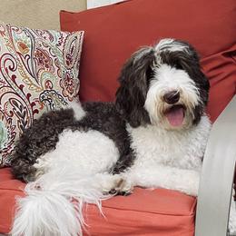 Harper - Australian Labradoodle