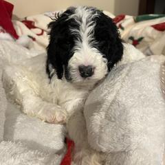 Red collar boy - male Newfypoo puppy in Fairfield, California from Twin Sisters Doodles