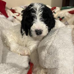 Red collar boy - male Newfypoo puppy in Fairfield, California from Twin Sisters Doodles