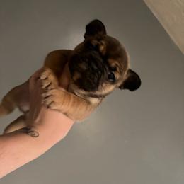 Sage - Fawn and white male French Bulldog puppy in Louisville, Kentucky from Nelson’s Fancy Frenchies and Bulldogs