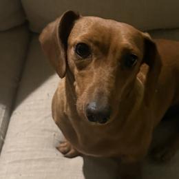 Dachshunds from rdachshunds