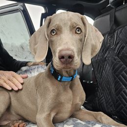 Weimaraner Puppies from So-IN Weimaraner's