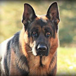 Gabbor - Australian Shepherd