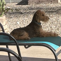 Lakeland Terrier All Grown Up from Paisley Lakelands
