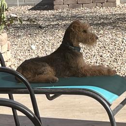 Lakeland Terrier All Grown Up from Paisley Lakelands