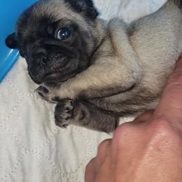 Boy 3 - Fawn male Pug puppy in Gadsden, Alabama from Carla's Pugs