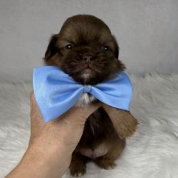 Snickers - Chocolate and tan male Shih Tzu puppy in Columbia, Kentucky from Lisa Bandy Luxe Shih Tzu