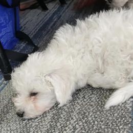 Bichon Frises and Cavalier King Charles Spaniels from Deborah's Puppies