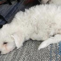 Bichon Frises and Cavalier King Charles Spaniels from Deborah's Puppies