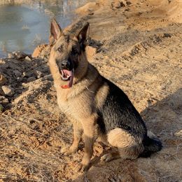 German Shepherd All Grown Up from Angel Oak German Shepherds